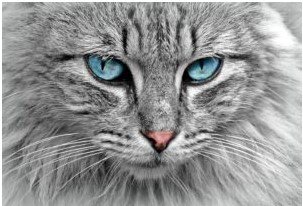 blue eye cat